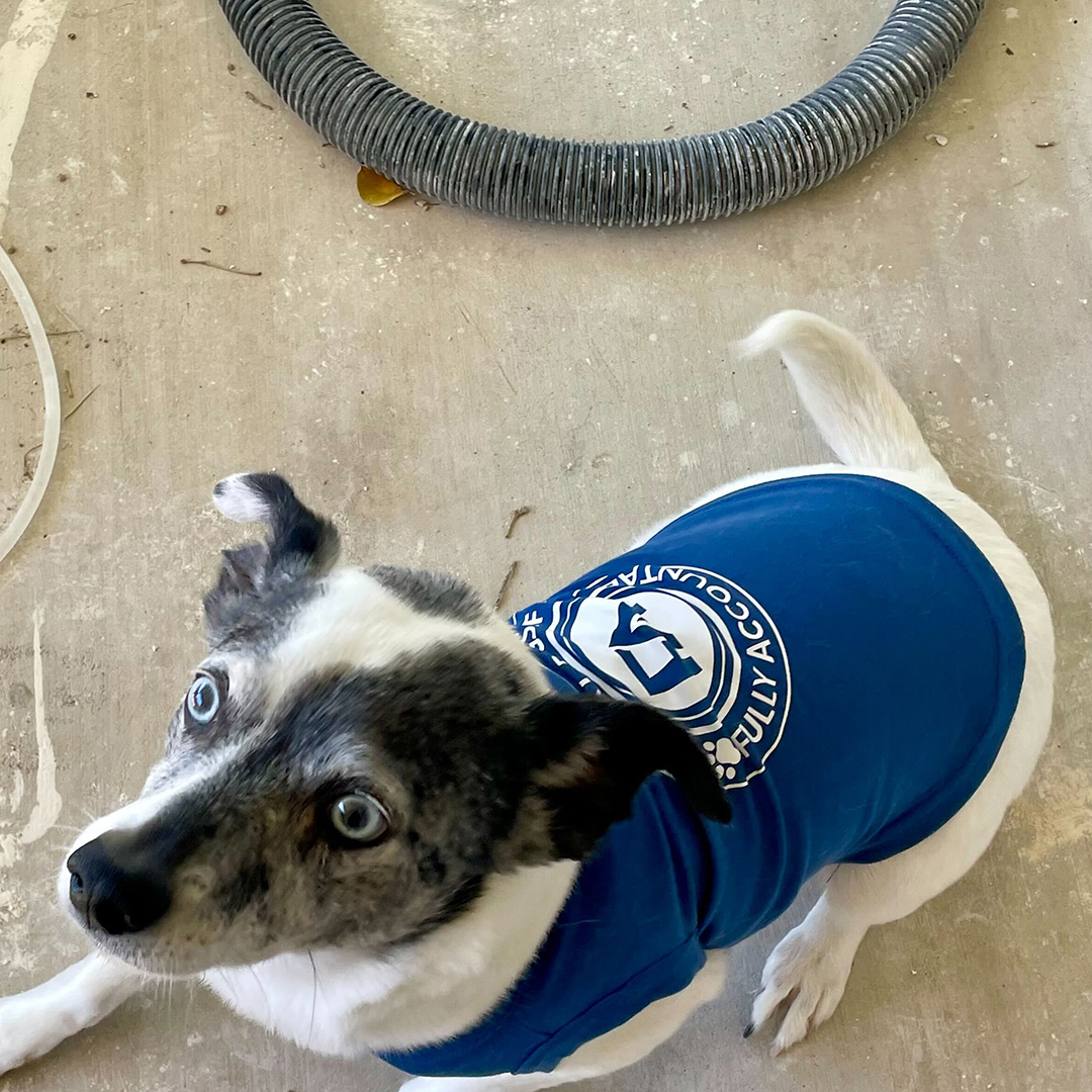 Dogst 2022 - Photo 17